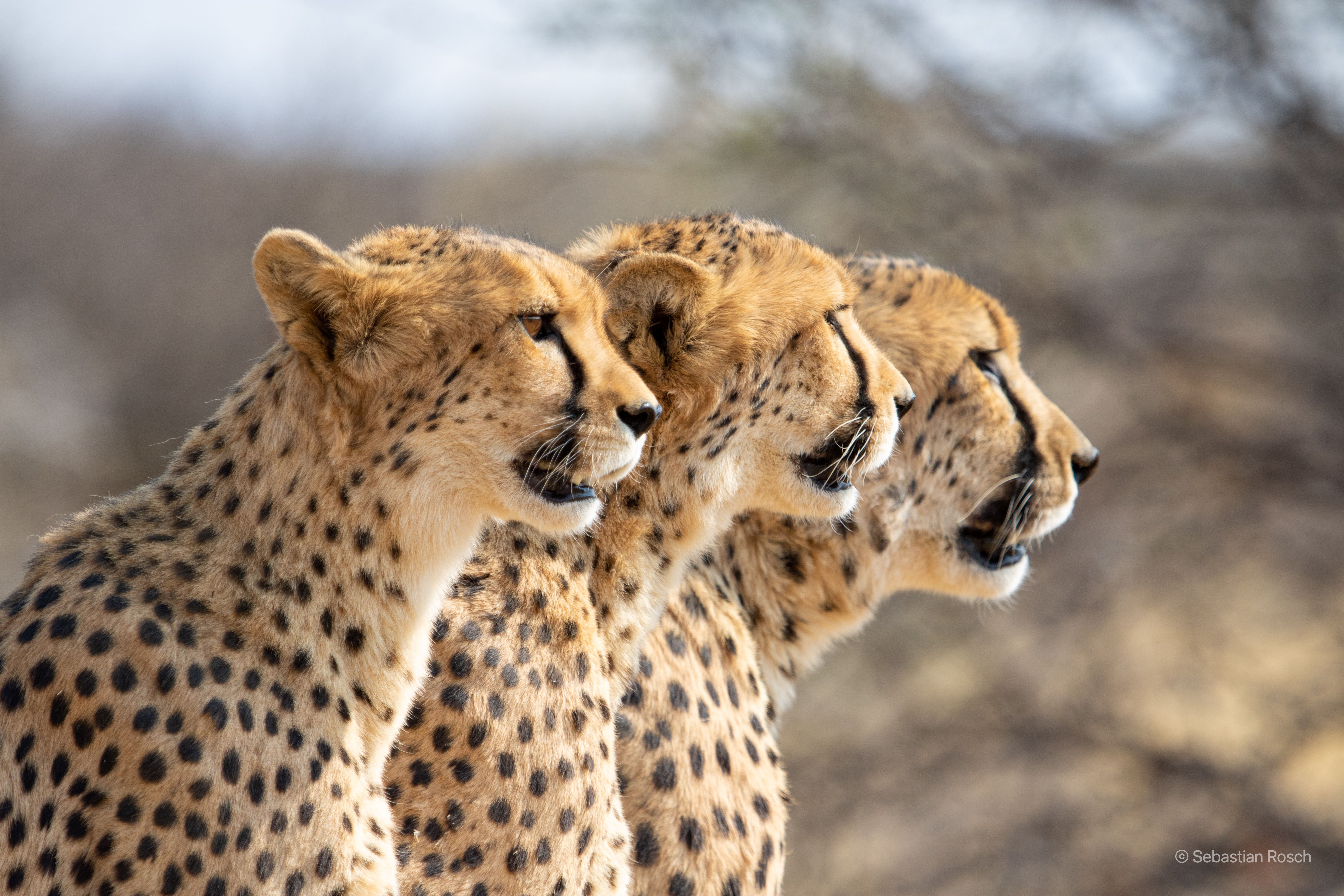 Wildlife_Conservation_1.jpg