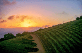 Cape Winelands
