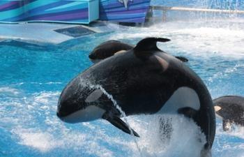 SeaWorld