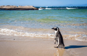 Pinguins também vivem na África