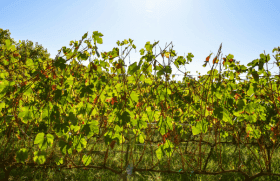 A uva Pinotage nasceu na África do Sul