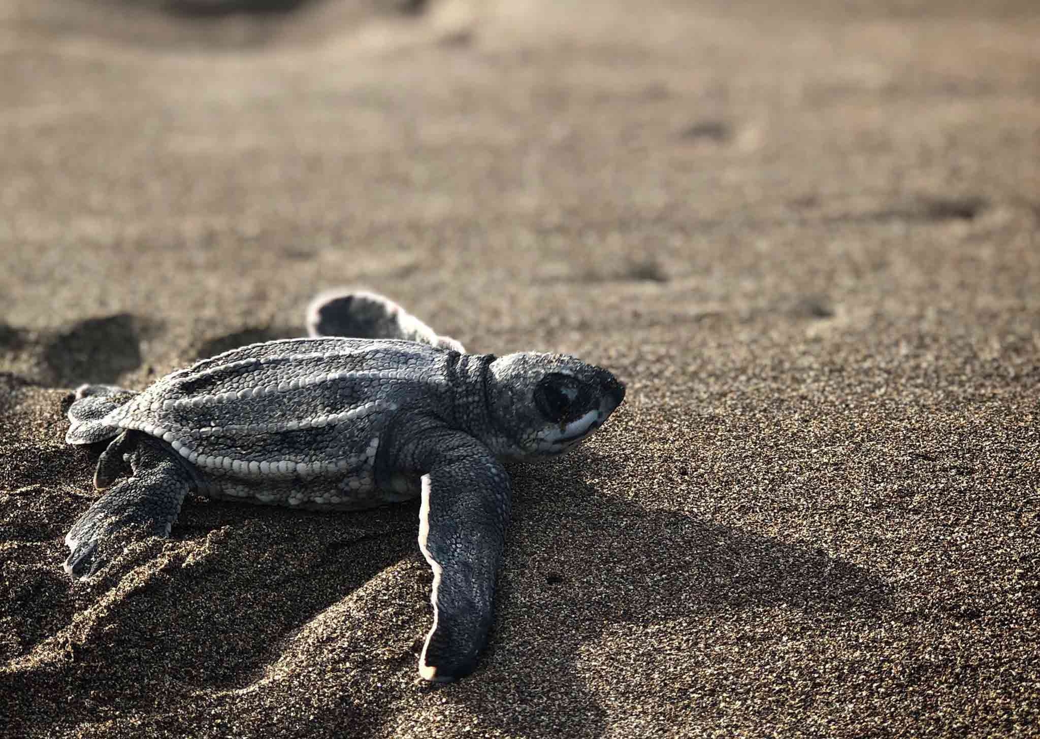 1805519161-2021-dec-09-14-01-48-000000-Sea-Turtle-Conservation-in-Costa-Rica.jpg