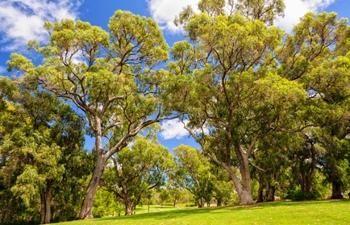 Kings Park and Botanic Garden