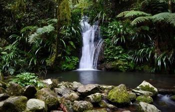 Lamington National Park