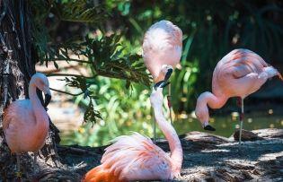 Zoológico de San Diego